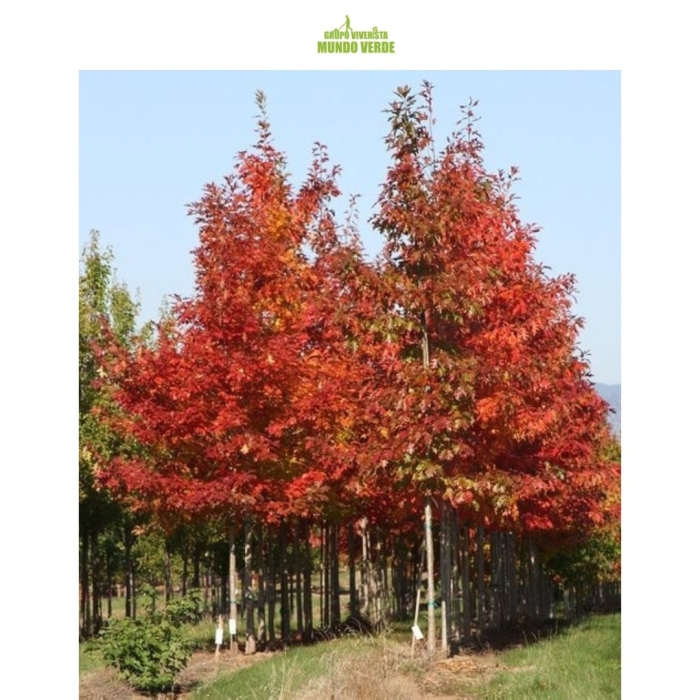 Клен красный