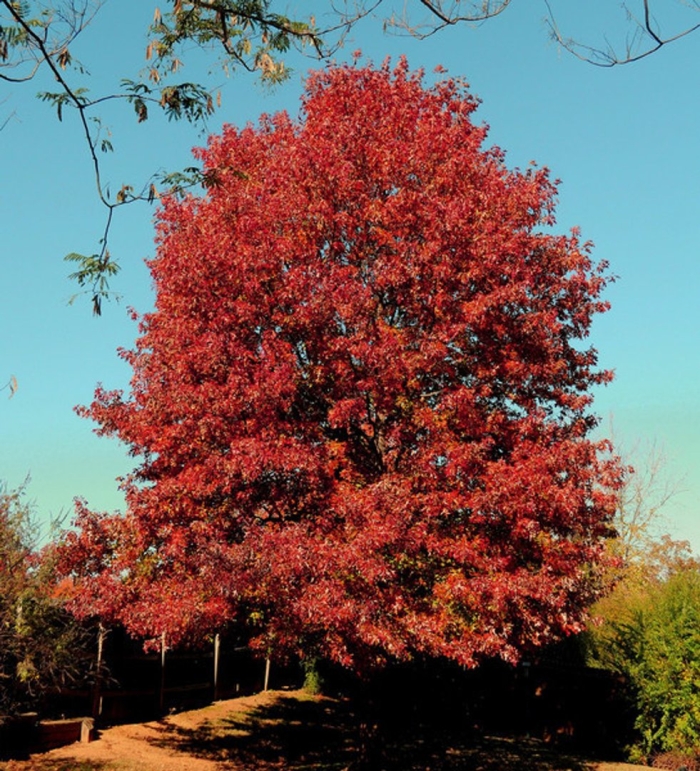 Quercus coccinea