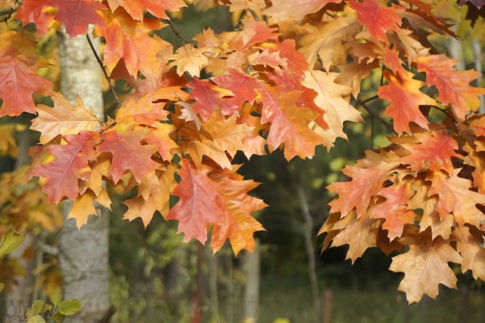Дуб болотный quercus palustris