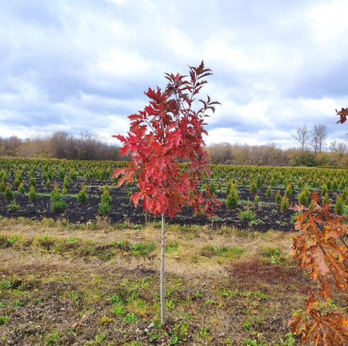 Дуб красный саженцы