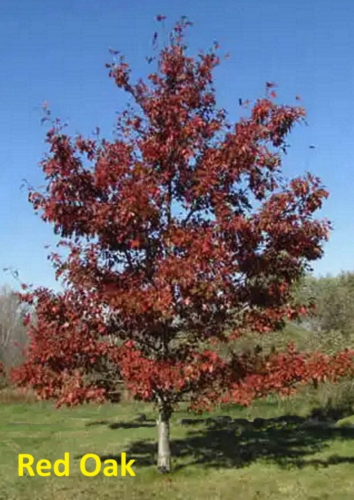 Quercus rubra