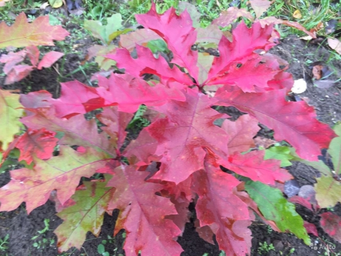 Дуб красный quercus rubra