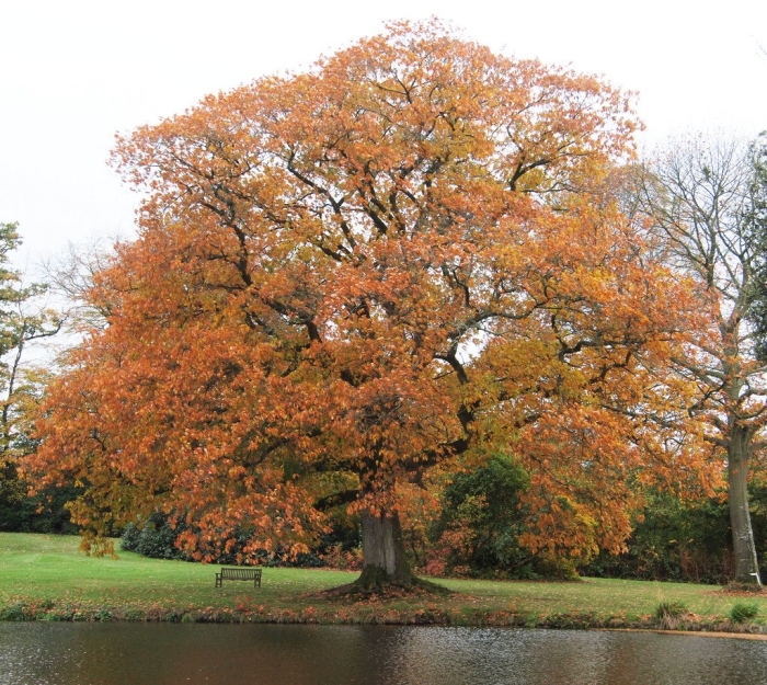 Дуб черешчатый осень