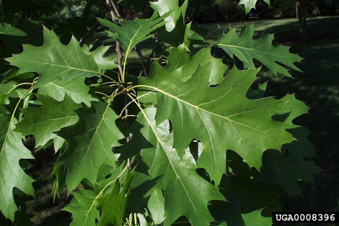 Канадский остролистный дуб