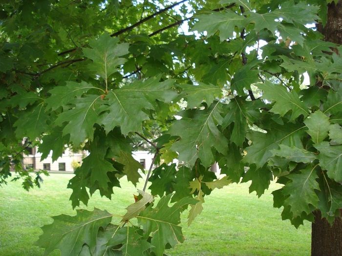 Дуб остролистный