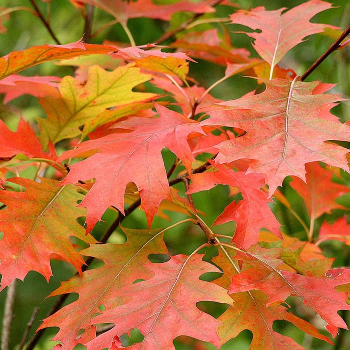 Дуб красный quercus rubra