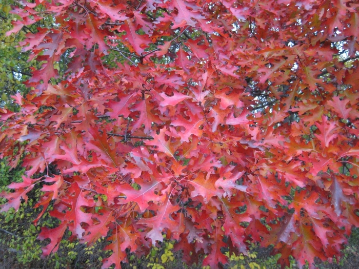 Quercus rubra (дуб красный) 'aurea'