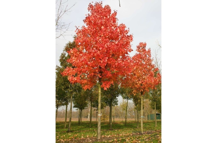 Клен красный acer rubrum