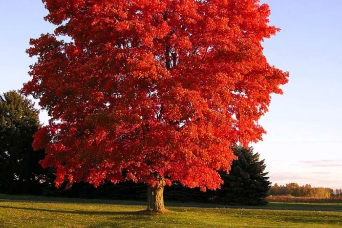 Клен красный ред сансет