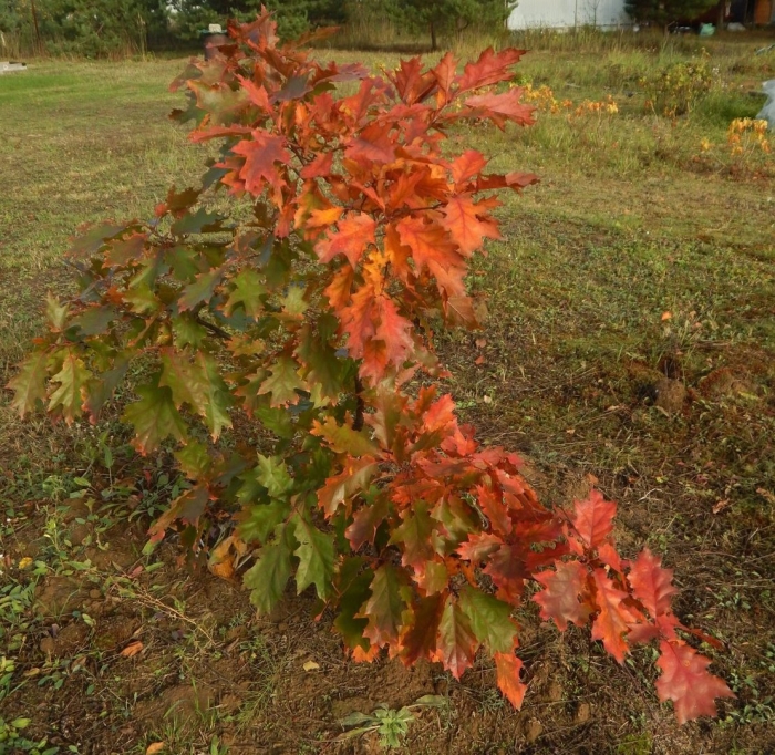 Дуб красный саженцы