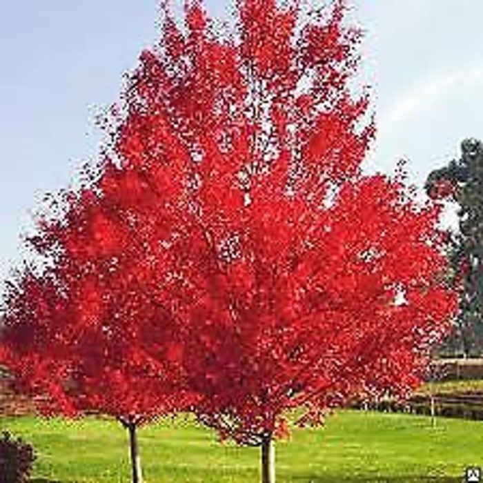 Дуб красный рубра