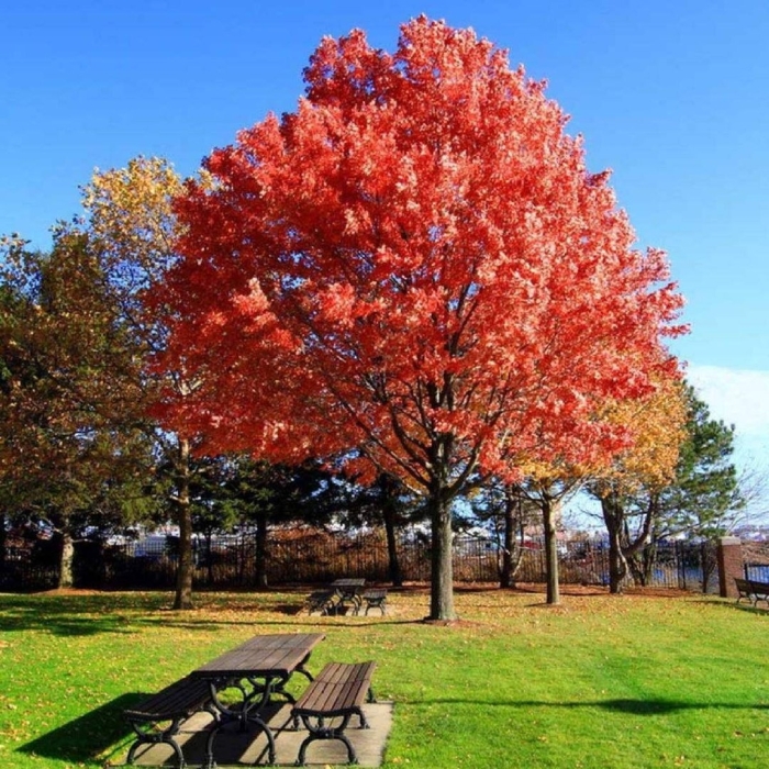 Красный канадский клен