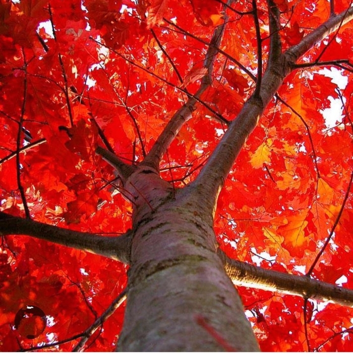 Осения дерево красное
