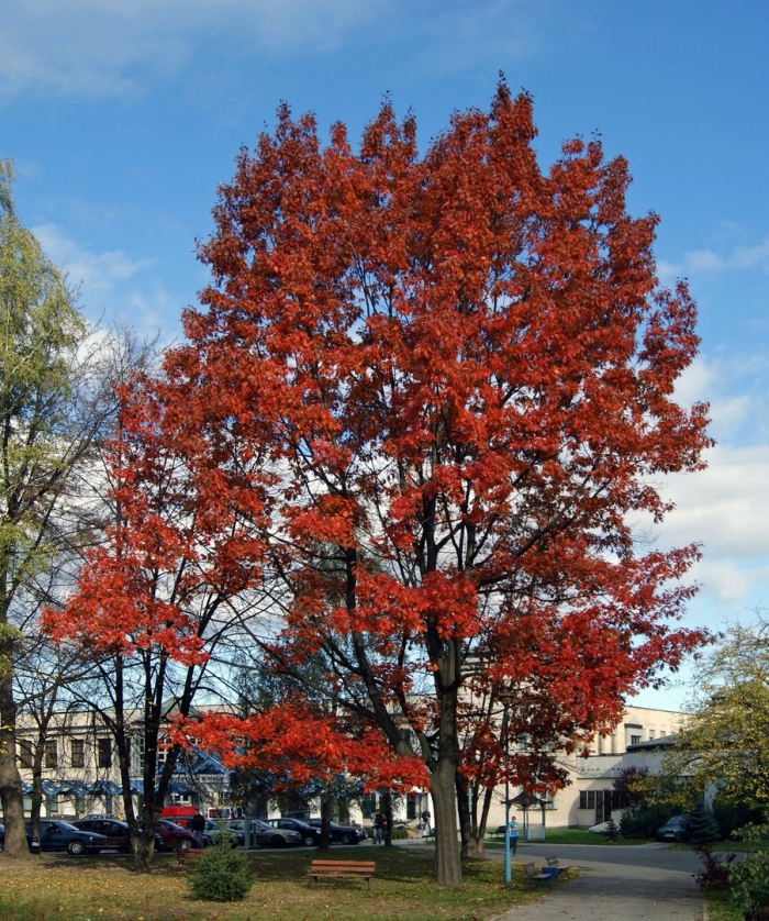 Дуб красный quercus rubra
