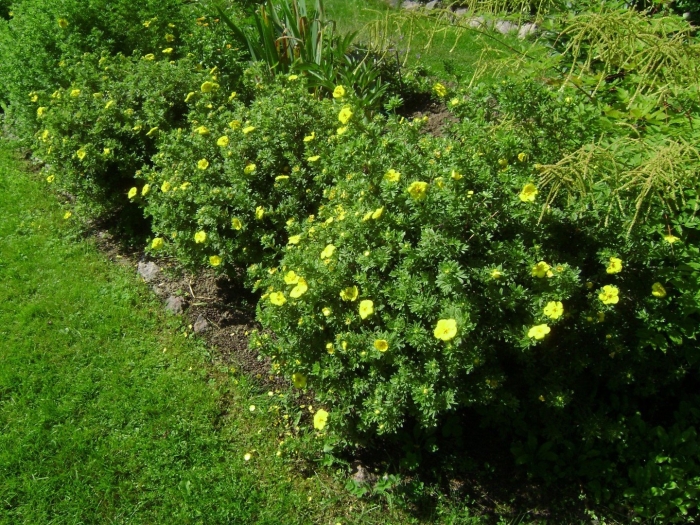 Лапчатка кустарниковая лаймлайт