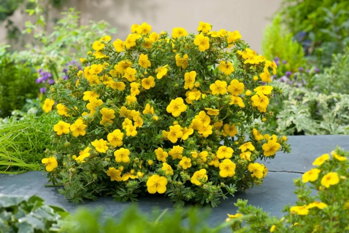 Лапчатка кустарниковая голд стар