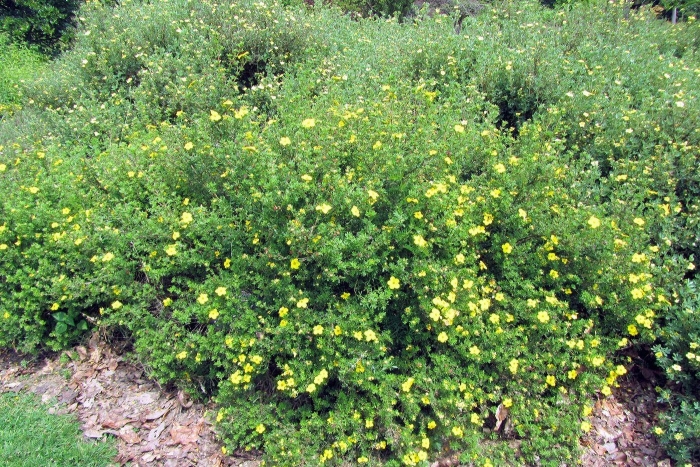 Лапчатка кустарниковая klondike