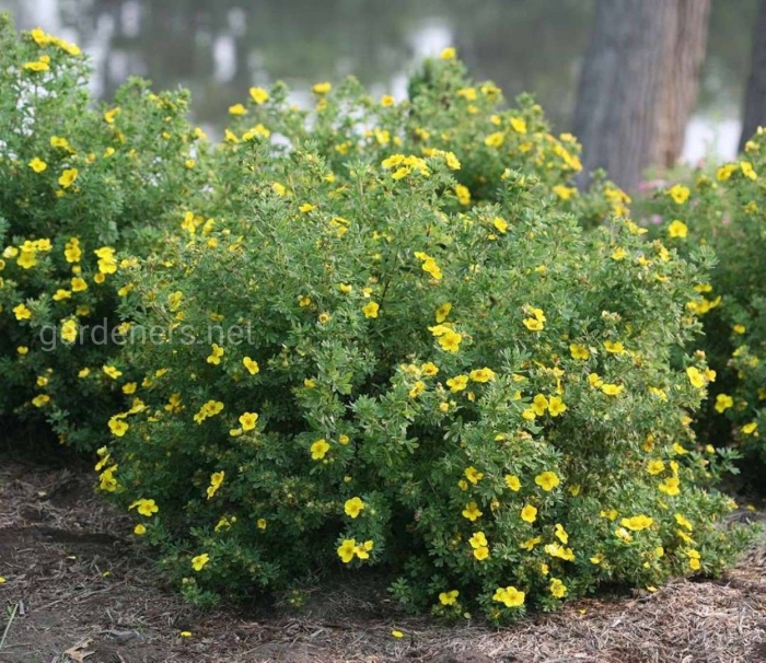 Лапчатка фридхем