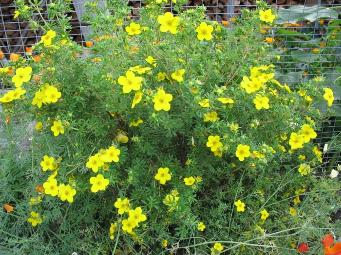 Potentilla fruticosa
