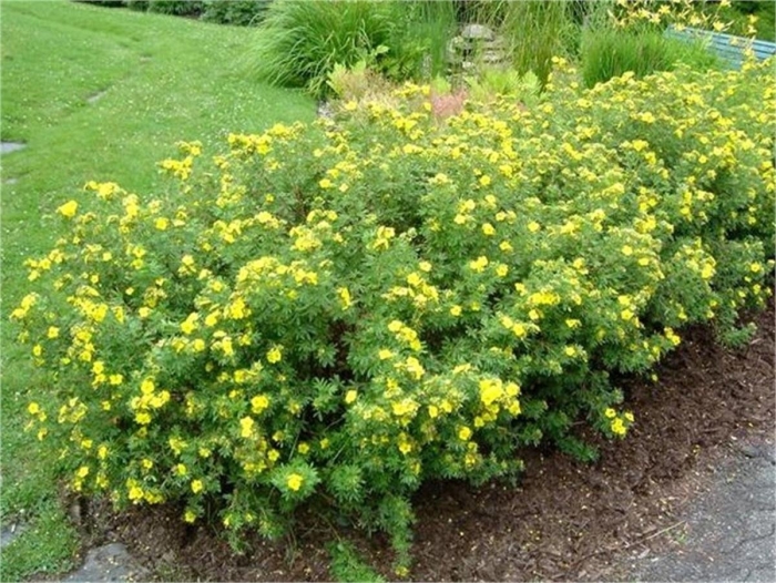 Лапчатка кустарниковая  gold drop