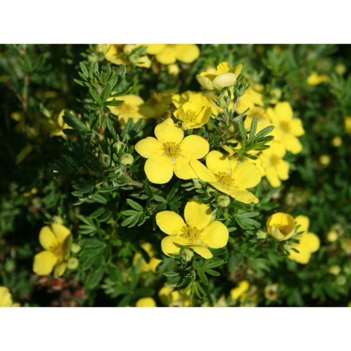 Лапчатка кустарниковая