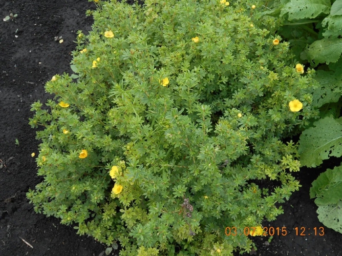 Лапчатка курильская