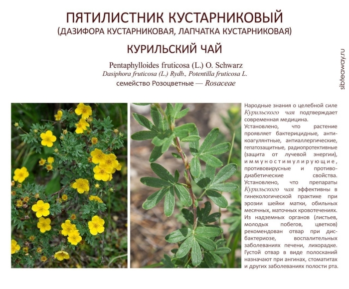 Курильский чай лапчатка