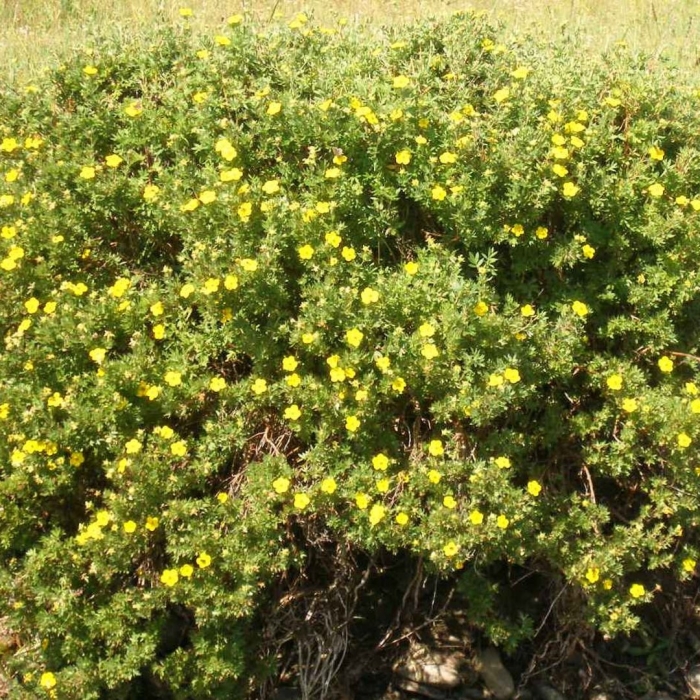 Курильский чай