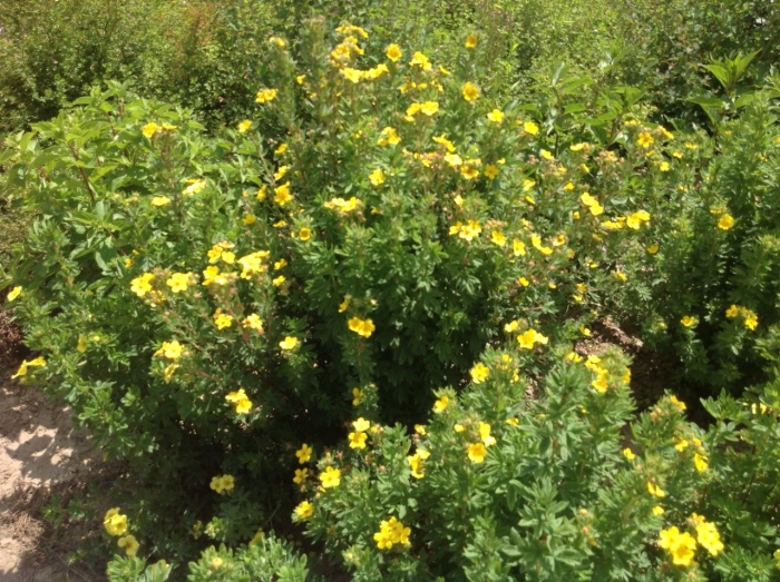 Лапчатка гибридная эмили