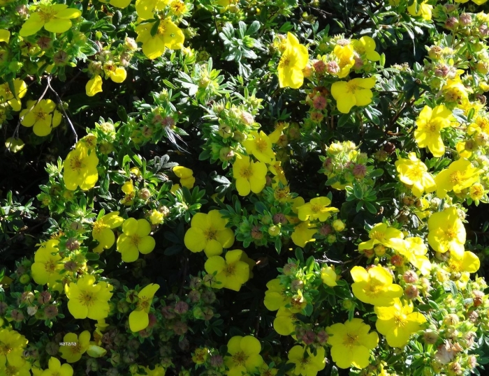 Лапчатка кустарниковая желтая