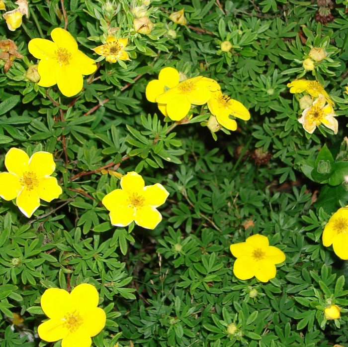 Кустарниковая лапчатка