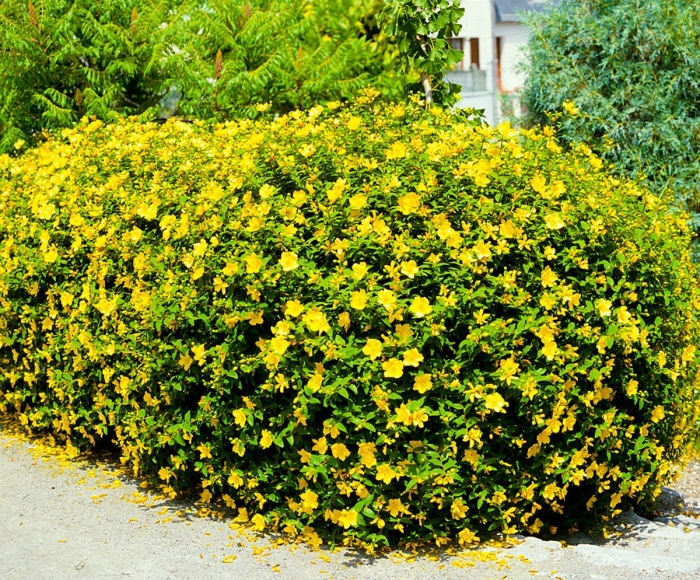 Зверобой кустарниковый хидкот