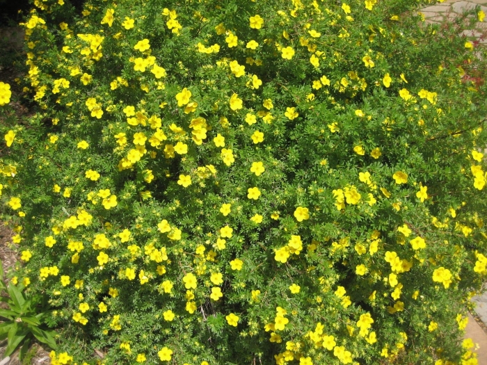 Лапчатка кустарниковая голдтеппич