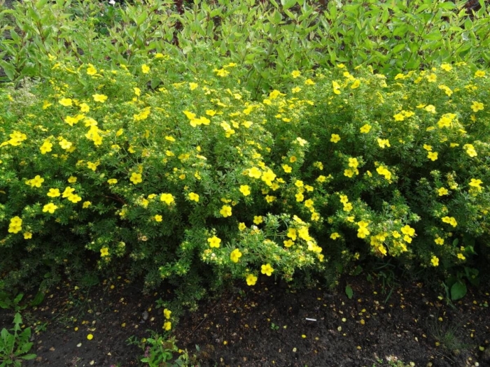 Кустарник лапчатка