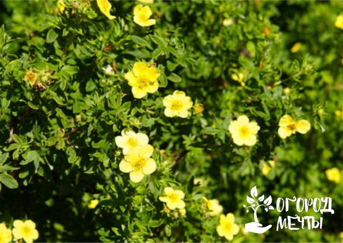 Лапчатка кустарниковая