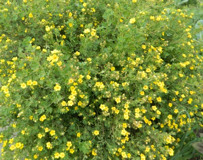 Лапчатка волжская