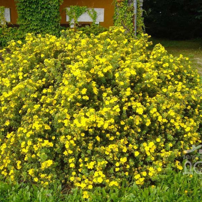 Лапчатка голдфингер куст