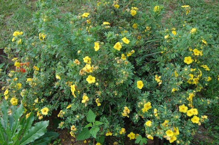 Лапчатка цитрус тарт