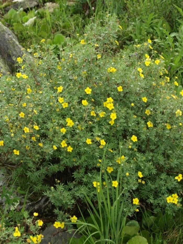 Куст лапчатка