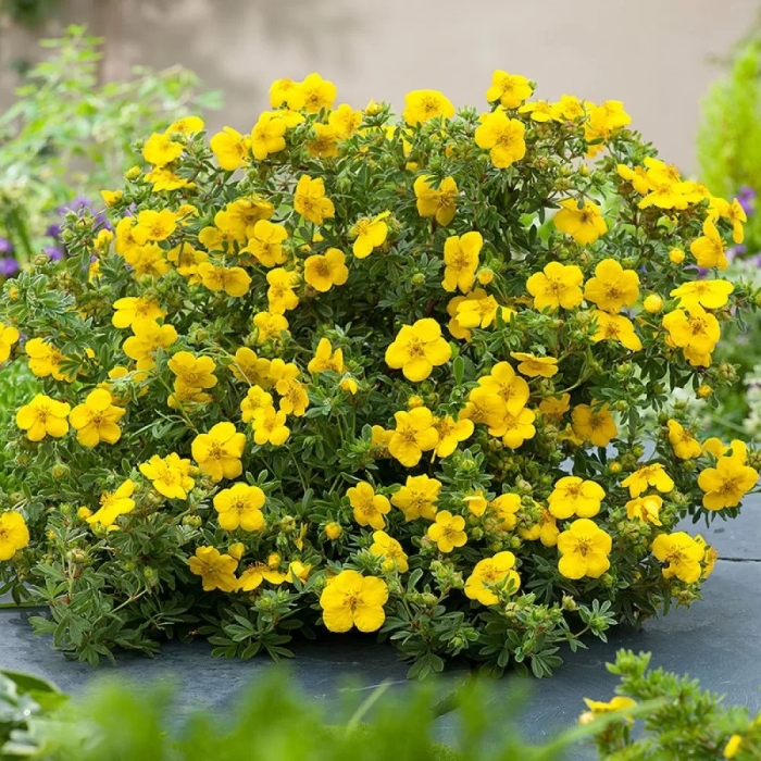 Лапчатка кустарниковая голд стар