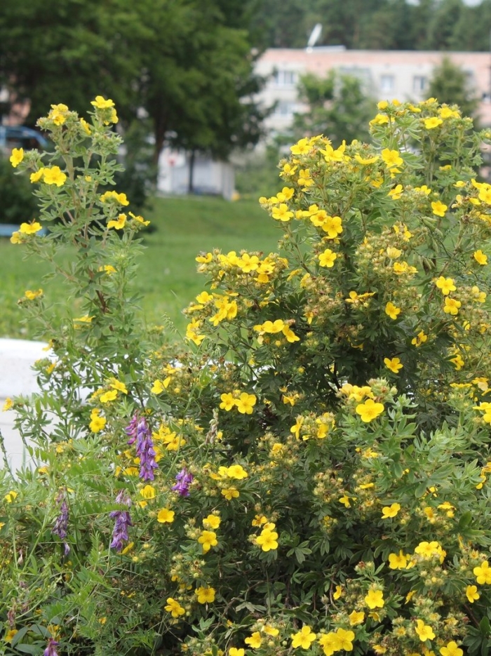 Курильский чай кустарниковый