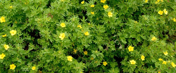 Курильский чай