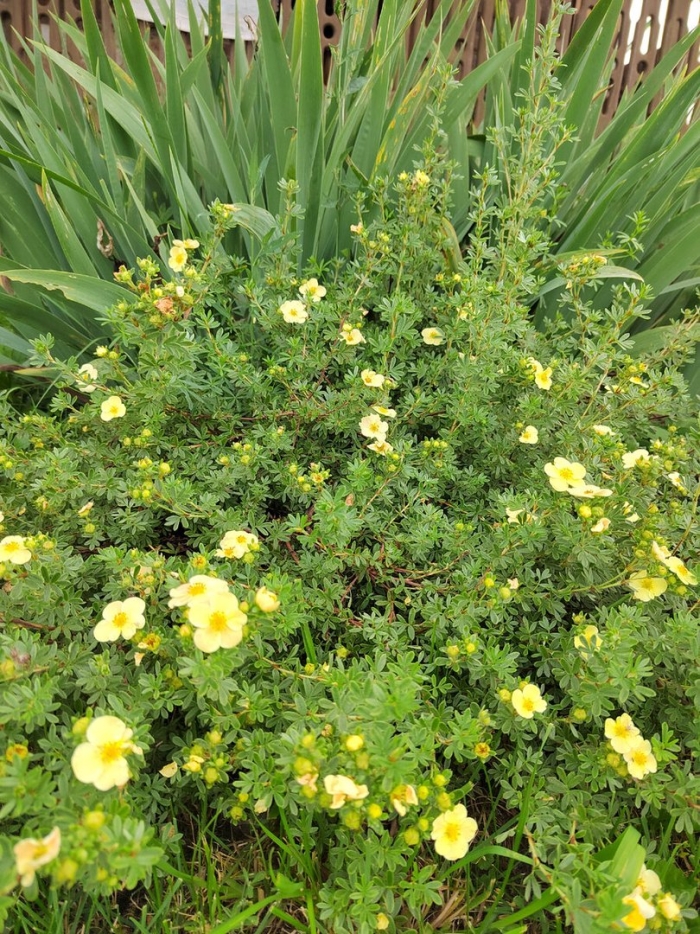 Лапчатка кустарниковая белла лиза