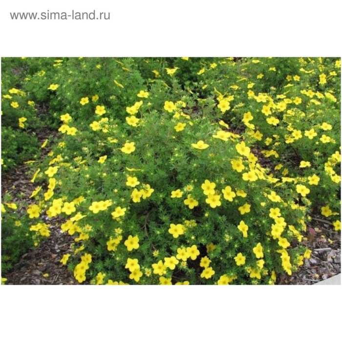 Лапчатка кустарниковая sommerflor