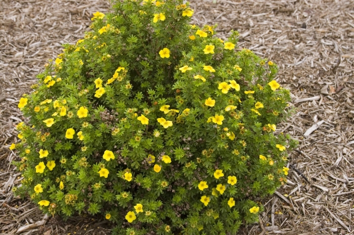 Лапчатка кустарниковая mango tango