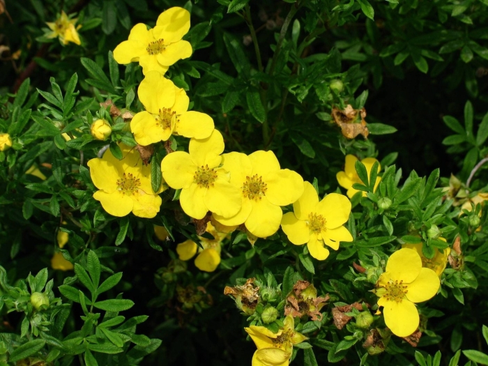 Лапчатка кустарниковая голдфингер