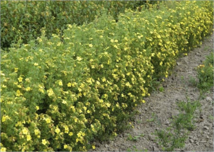 Лапчатка кустарниковая фридхем