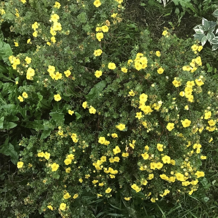 Лапчатка кустарниковая аннет