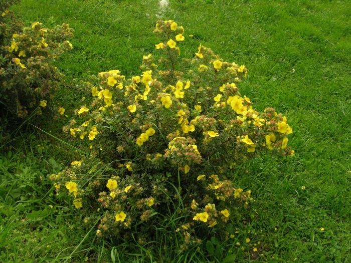 Лапчатка кустарниковая potentilla fruticosa “goldfinger”