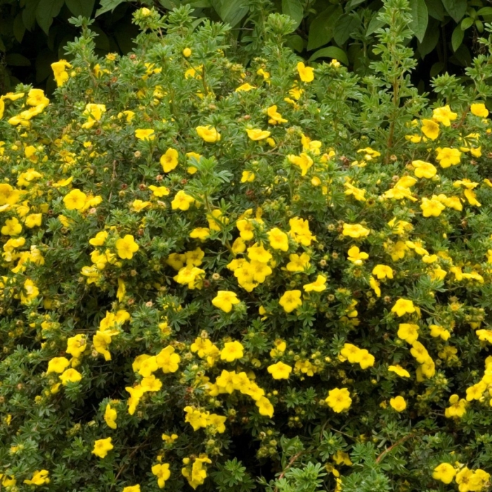 Лапчатка желтая кустарниковая